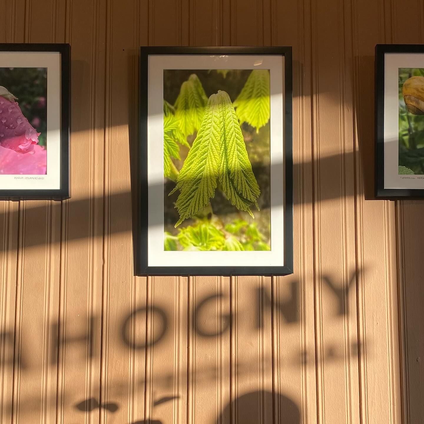 Inramade fotografier på Mahognys vägg, med skuggan av skylten över dem